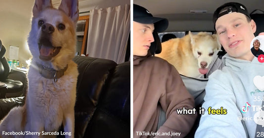 Split image of a smiling white husky indoors, then riding in a car with two people.