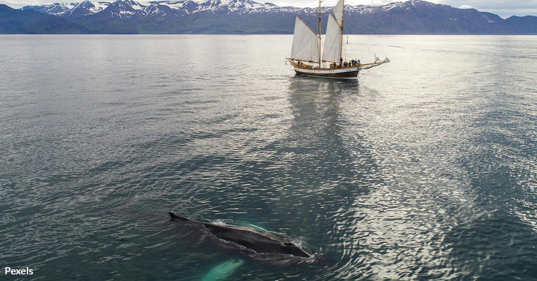 Animal Welfare Concerns Ignored as Iceland Greenlights Whale Hunt