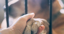A person reaches through metal bars to hold a dog’s paw inside a kennel.
