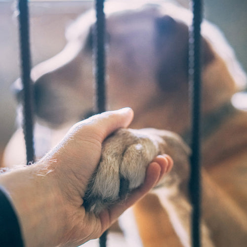 A person reaches through metal bars to hold a dog’s paw inside a kennel.
