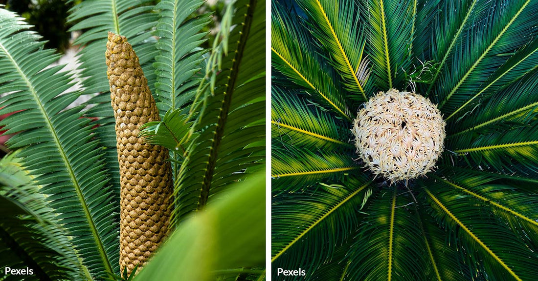 Traffickers Destroy Fragile Ecosystems by Selling Rare Plants on eBay