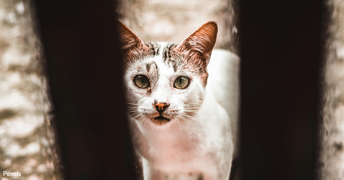 Neglected Animals Found in Horror Home Shake Chicago Community