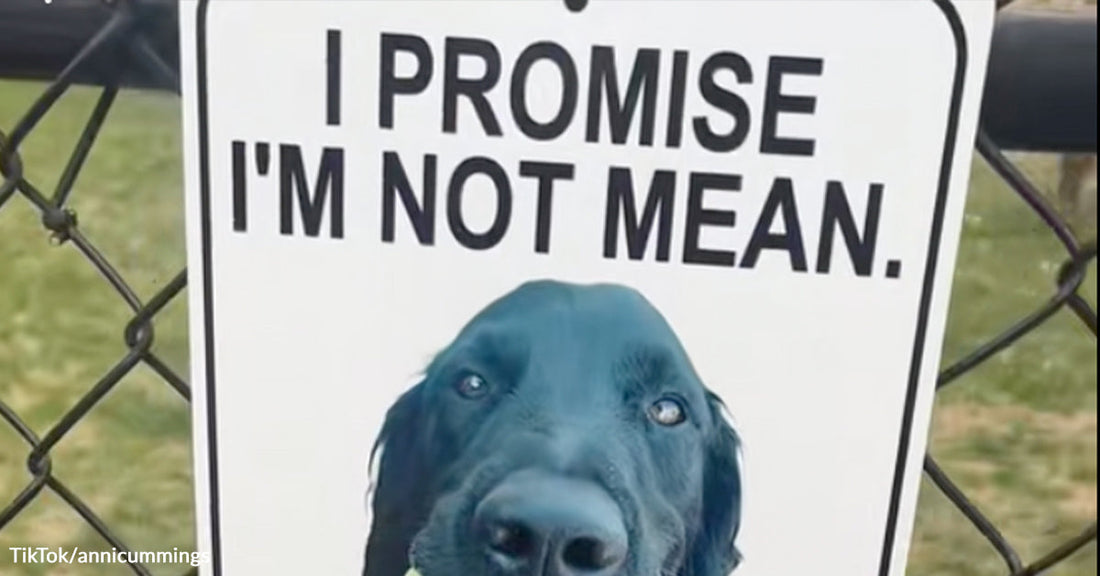 Sign on a chain-link fence shows a black dog’s face with the words “I promise I’m not mean.”