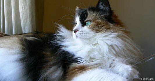Helpful Tips for Grooming a Long-Haired Cat at Home!