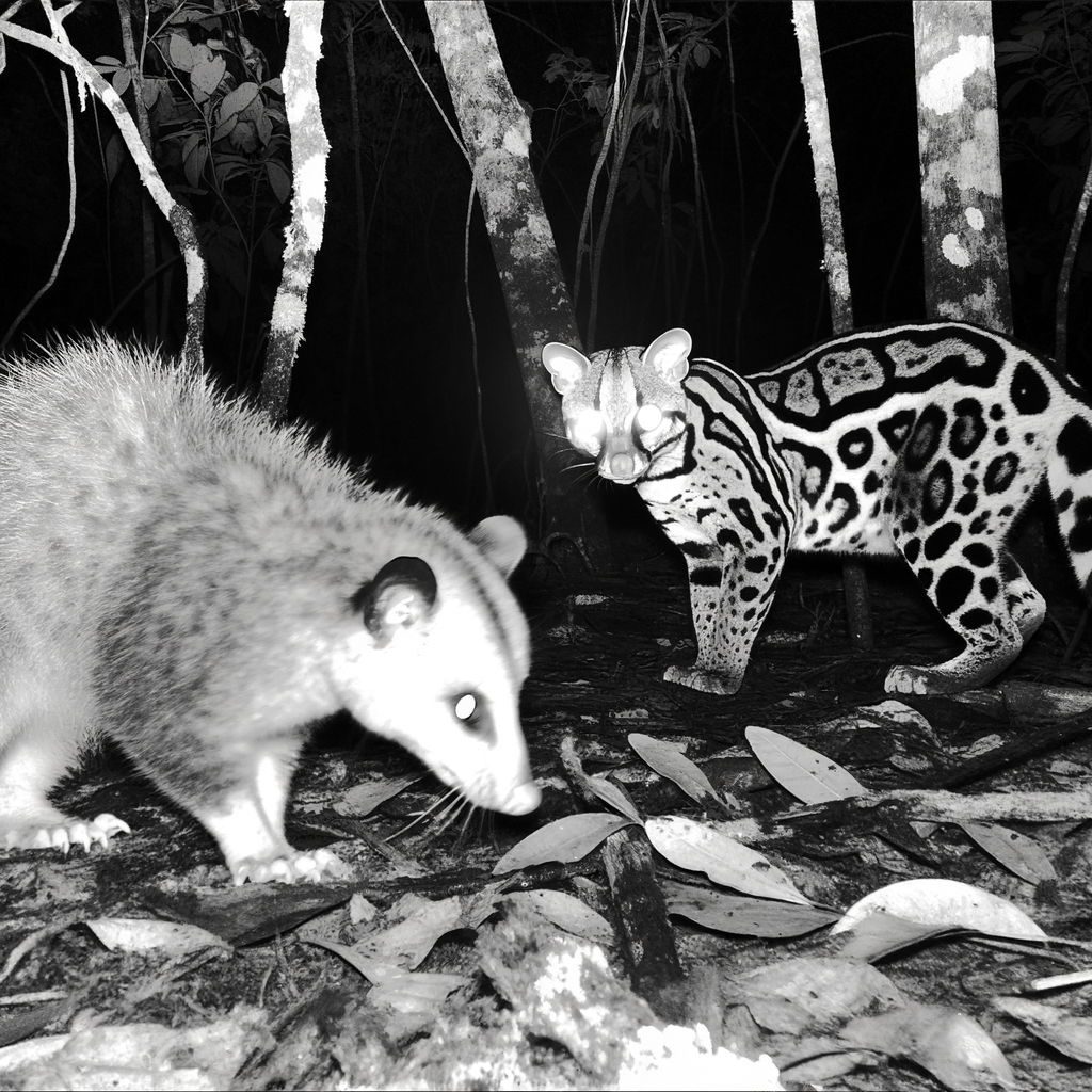 Opossum and ocelot encounter in the wild at night.