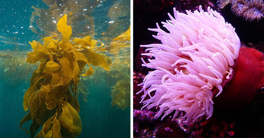 Side-by-side comparison: golden kelp swaying in the ocean on the left, a pink sea anemone with flowing tentacles on the right.