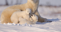 A polar bear mother rests in the snow with two small cubs nestled against her in a wintry Arctic landscape.