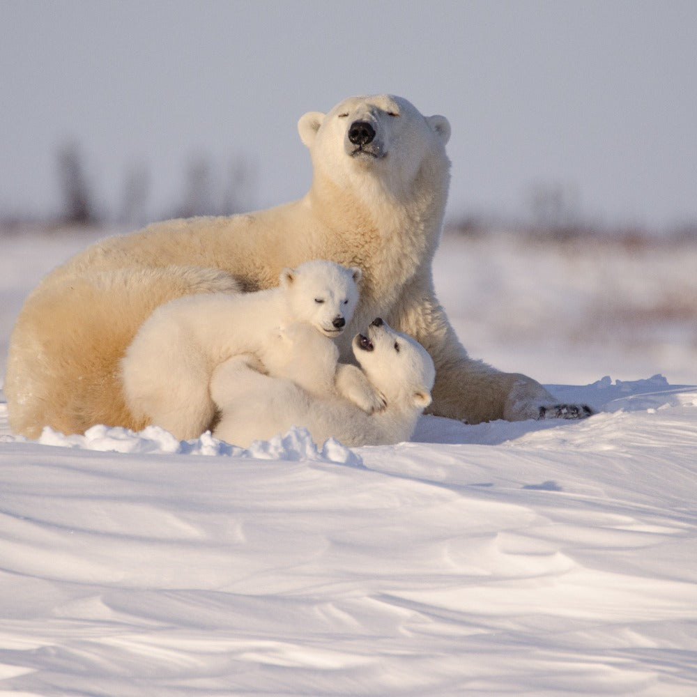 A polar bear mother rests in the snow with two small cubs nestled against her in a wintry Arctic landscape.