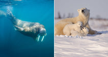 On the left, a walrus swims underwater in blue Arctic waters; on the right, a polar bear mother rests in snow with two small cubs.
