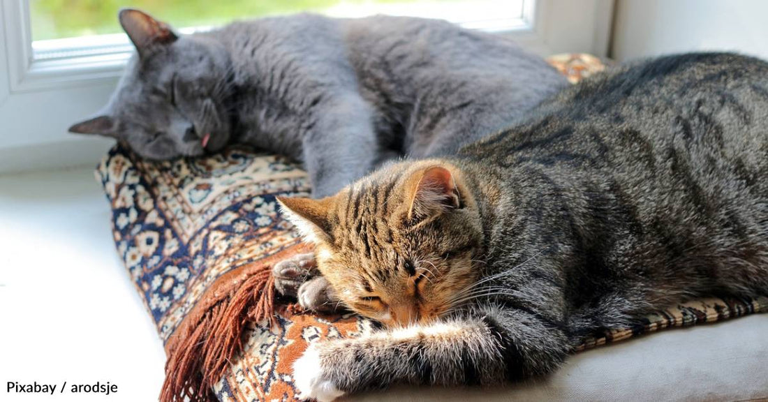 Young Cat Keeps Annoying Resident Senior Pets, But New Kitten Shows Up to Be Her Friend