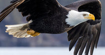 A bald eagle soars in flight over a calm body of water with rocky outcroppings and forested hills in the background.