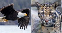 On the left, a bald eagle soars over a shimmering lake with forested cliffs behind it; on the right, a clouded leopard gazes forward intently among rocky surroundings.