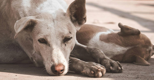A brown stray dog curled up asleep on dirt ground.
