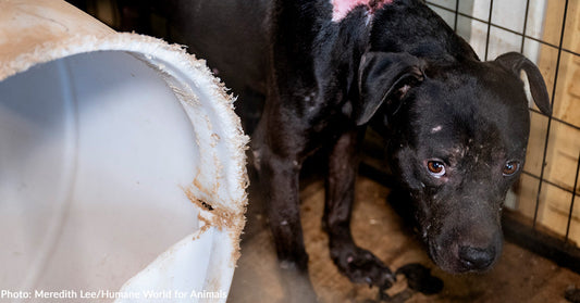 Over 20 Dogs and Puppies Rescued from Suspected Dogfighting Operation in Indiana
