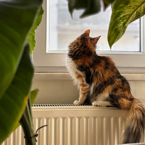 Long-haired calico cat sitting on a windowsill above a radiator, looking out the window, framed by large houseplants.