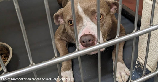 Overcrowded Indianapolis Animal Shelter Begs Community To Adopt, Foster, Or Volunteer