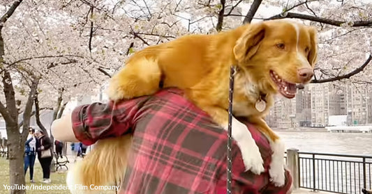 Indy the Dog Wins Major Film Award, Beating Human Stars at Their Own Game