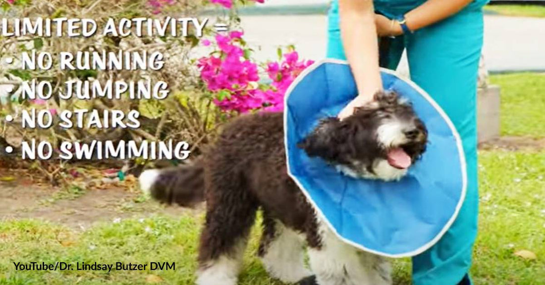 Pet Care: What Every Dog Owner Should Do After Neutering to Prevent Infection