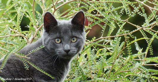 Couple Grieving Their Dog Wasn't Ready for Another Pet, But a Stray Cat Was Ready for Them