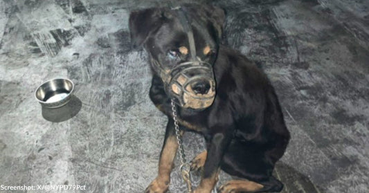 A Rottweiler sits on a concrete floor, chained and wearing a muzzle, with a bowl nearby.