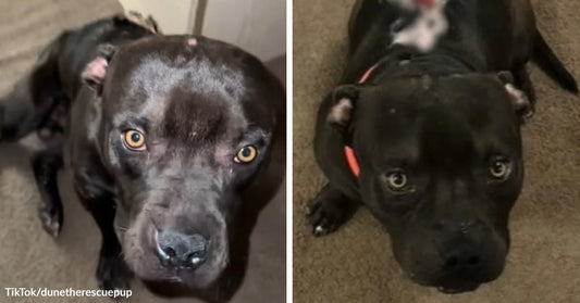 Split image of a black dog with a facial wound looking up indoors and then appearing calmer and healthier lying on a carpet.