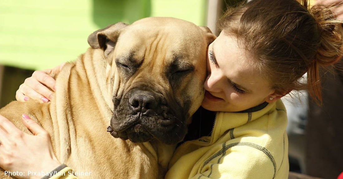 Interacting with Dogs Increases Brain Activity, Study Finds