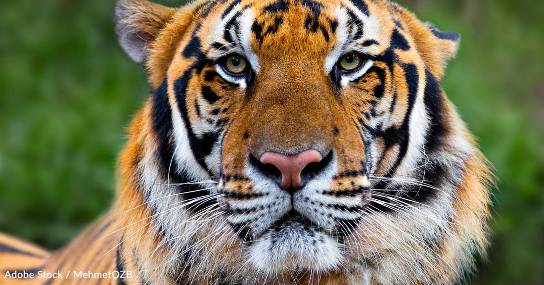 This International Tiger Day, Learn About an Endangered Subspecies and How You Can Help Save It