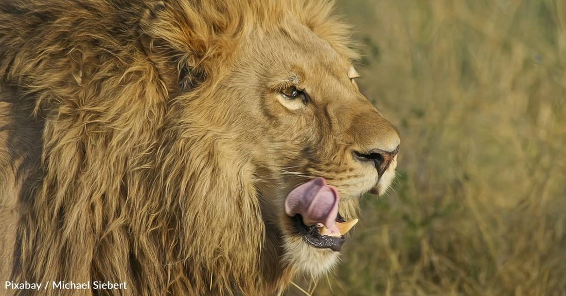 New Study Shows How Tiny Invasive Insect is Preventing Lions From Hunting Zebras