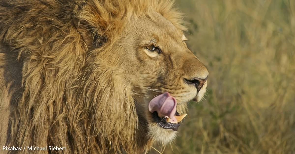 New Study Shows How Tiny Invasive Insect is Preventing Lions From ...