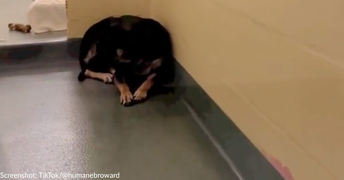 Invisible Shelter Dog Is Learning To Trust Humans Again