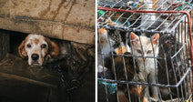 Split-screen image of a white-and-brown dog peering from a dark concrete opening beside several cats crowded inside a wire cage.