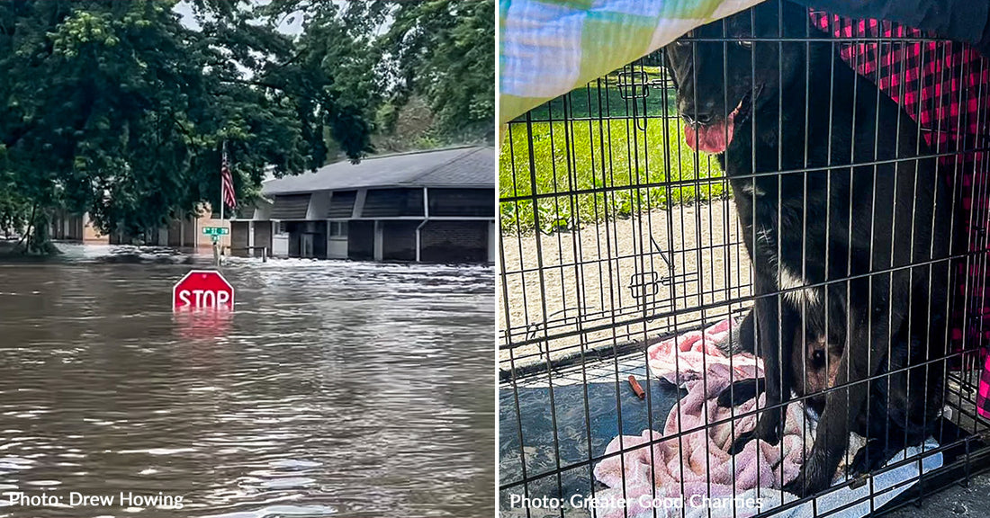 Emergency Flight: Town Devastated by Flood Needs to Evacuate Pets