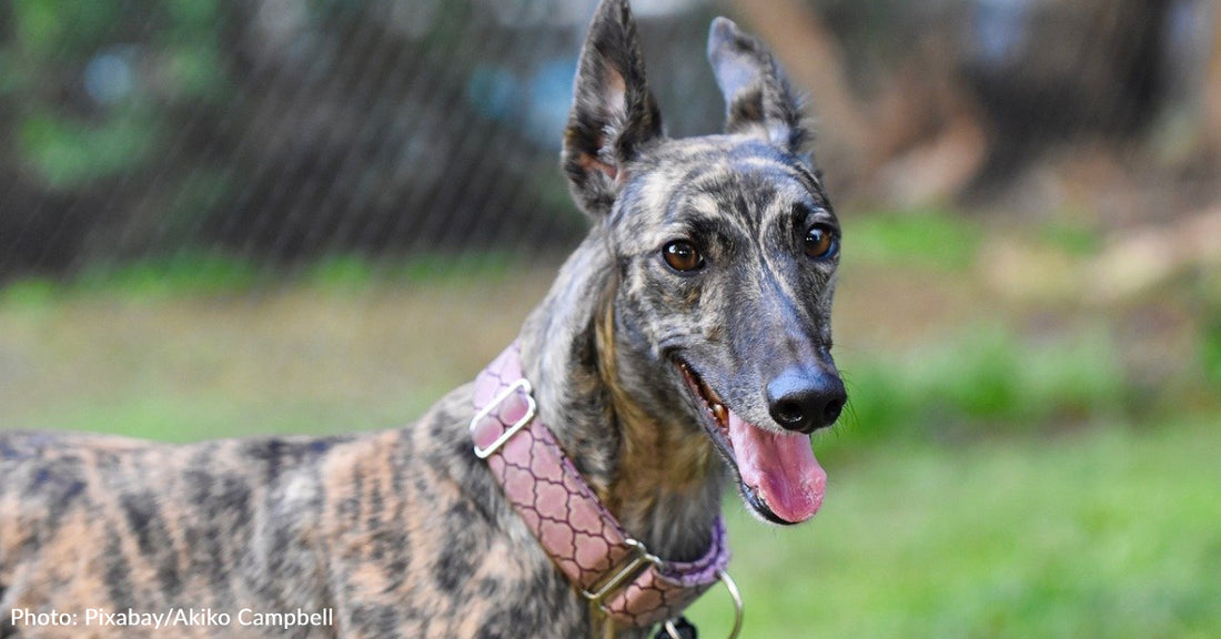 The Last Greyhound Racetrack In Iowa Closes For Good