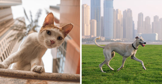 Split image showing a curious cat peering over a ledge on the left and a dog running across green grass with city buildings behind it on the right.