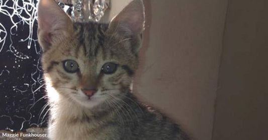 Rescue Shares Story of Kittens Saved From Combat Zone and Flown to U.S.