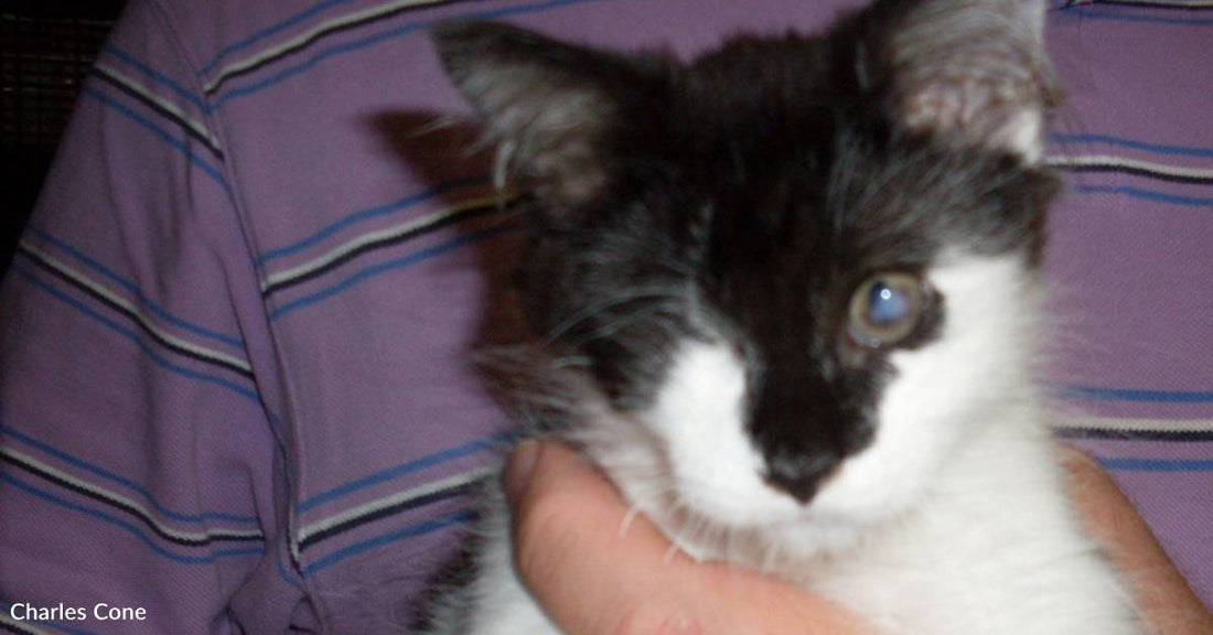 One-Eyed Kitten That Rides Around on Shoulders Struggles to Find Home