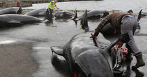 Move The Island Games Until The Faroe Islands Stop Killing Whales