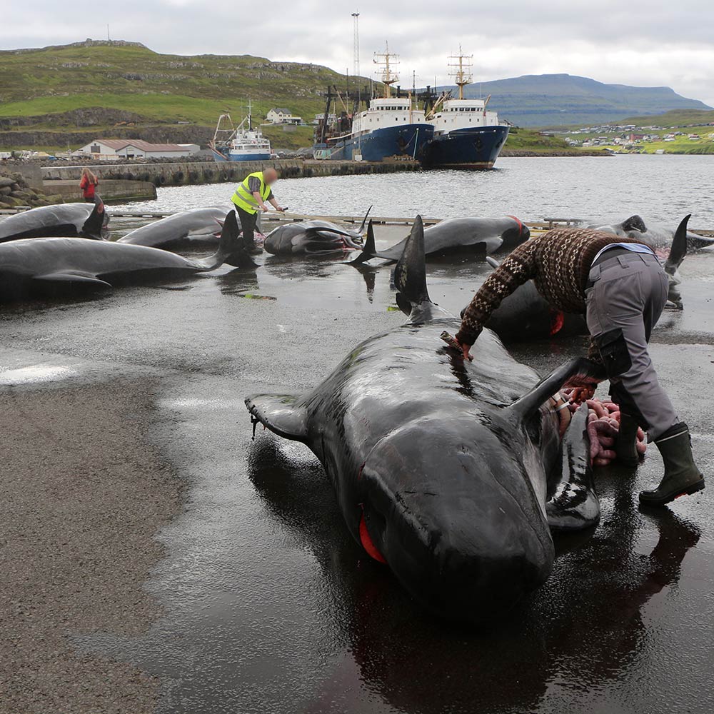 Move The Island Games Until The Faroe Islands Stop Killing Whales
