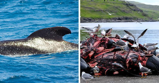 A split image shows a whale swimming at sea alongside seabirds standing on whale remains by the water.