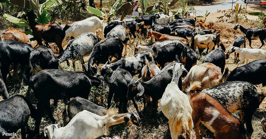 Desperate Plea for Help as Wild Goats Take Over Italian Paradise