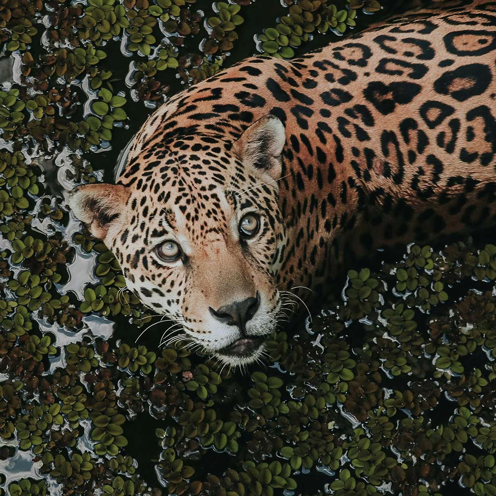 Stop The Border Wall From Destroying America’s Last Jaguar Corridor