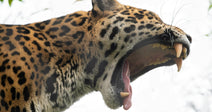 Jaguar yawning, showcasing its distinctive spots and sharp teeth against a natural background.