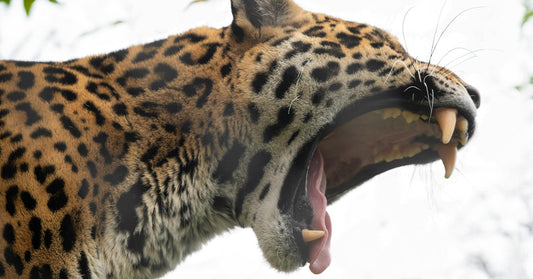 Jaguar yawning, showcasing its distinctive spots and sharp teeth against a natural background.