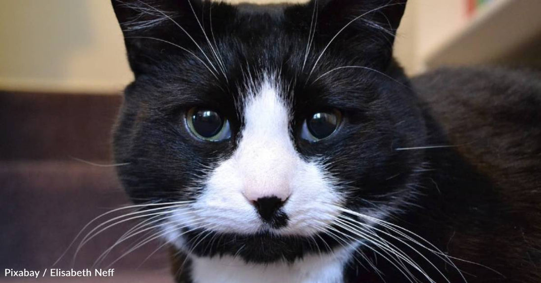 Cat Gets Abandoned and Loses Two Owners to Illness Before Finally Finding His Forever Home