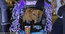 tan dog inside crate with purple streamers