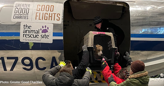 Over 90 Homeless Dogs & Cats Have Landed In Wisconsin To Start Their New Lives