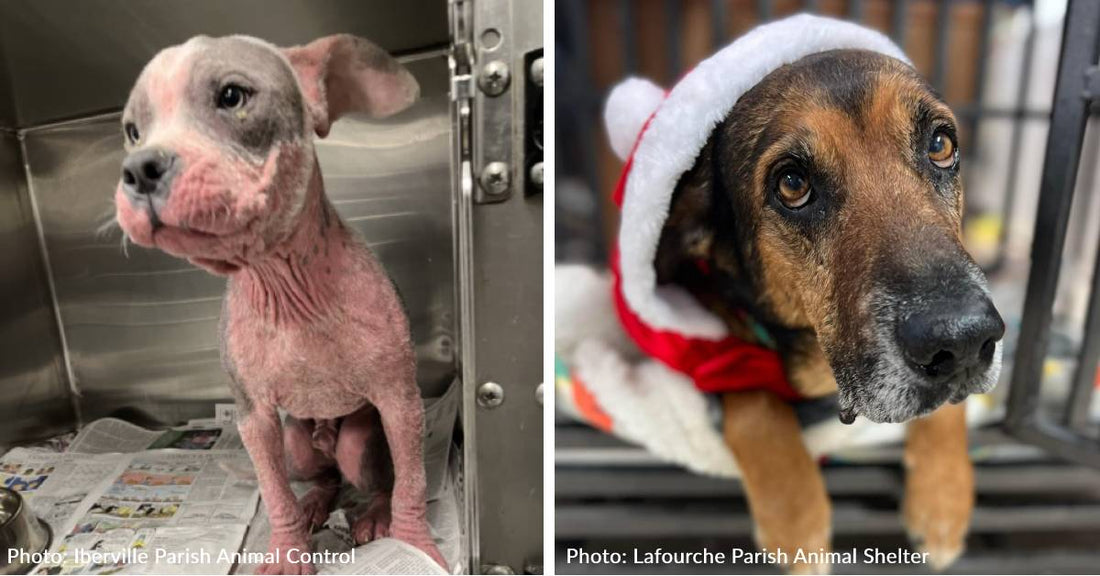 Dozens Of At-Risk Shelter Dogs Are Waiting To Board A Flight To Freedom