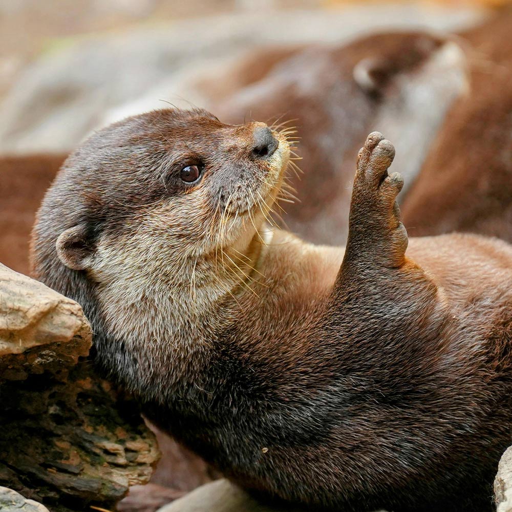 Tell Japan to Stop Tearing Baby Otters from the Wild for Entertainment