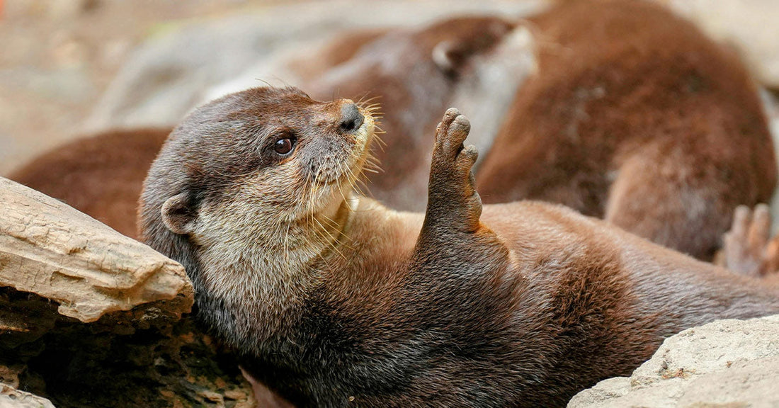 Otters Are Being Ripped From the Wild to Fuel Japan’s Café Craze