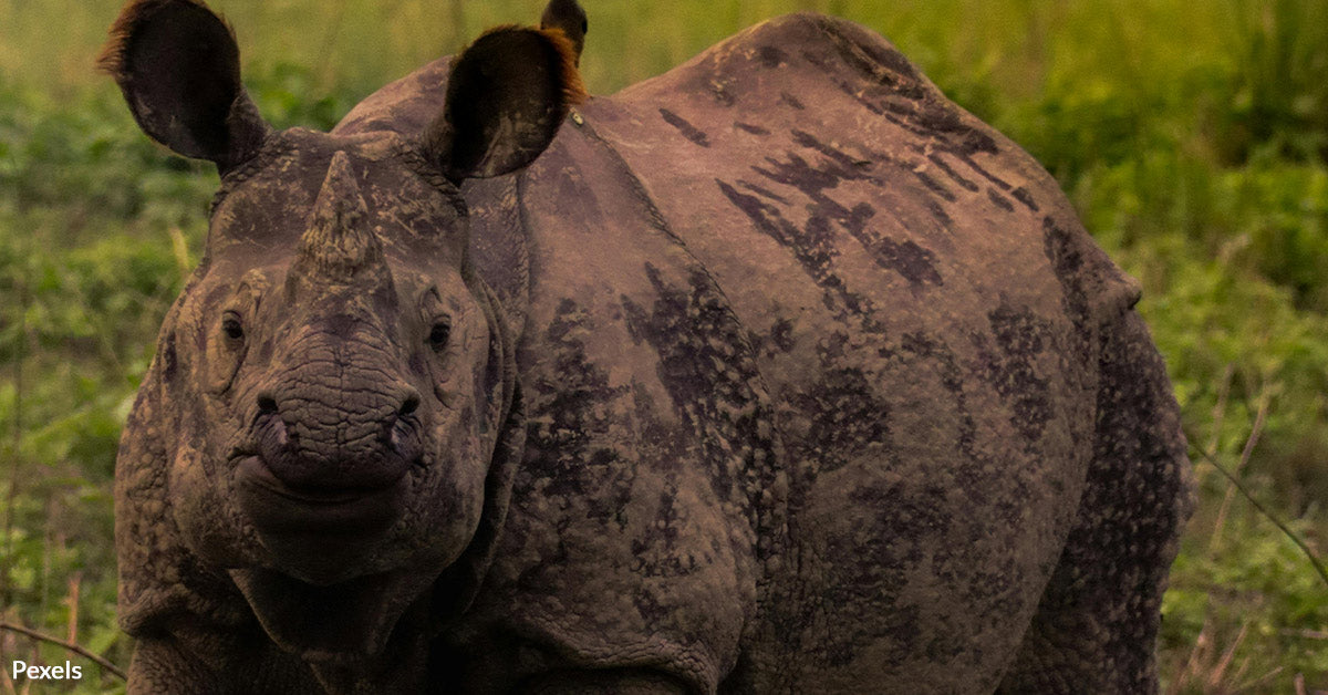 Javan Club Rare Javan Rhino Calf Spotted in Indonesia Sparks Hope and Urgency for ...